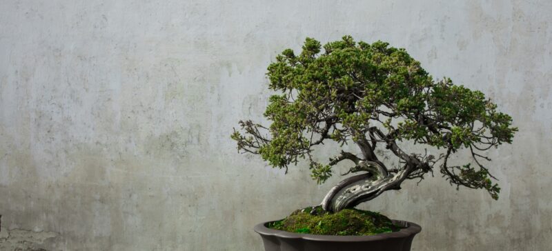 bonsai plant in black planter sits on a table in front of a grey wall.
