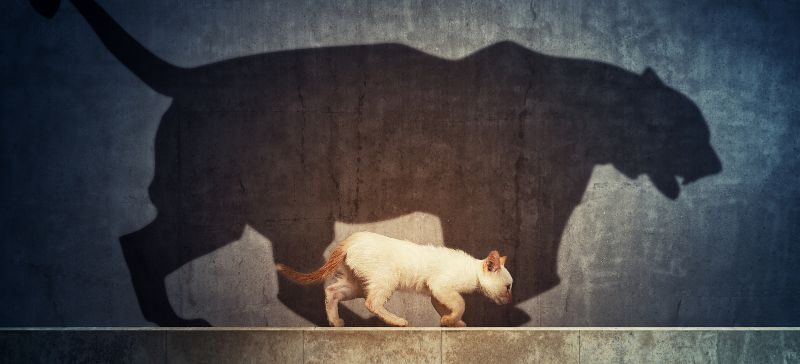 Small cat walking casts a shadow that looks much bigger than the cat