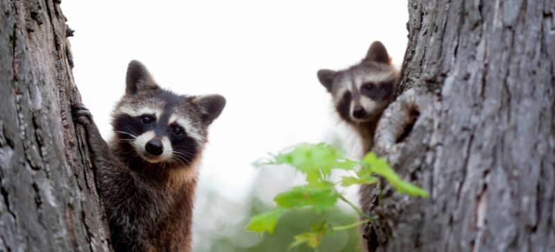 two raccoons look from behind trees making mischief