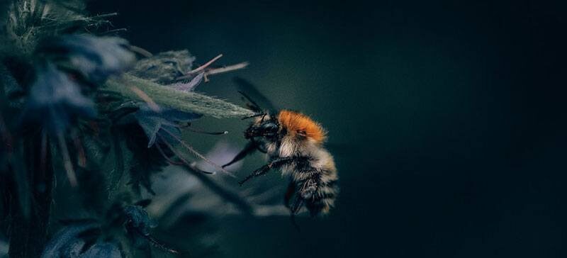 bee hovering over native plant