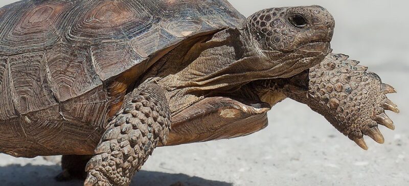 Tortoise