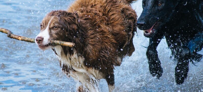 Two dogs running through the water