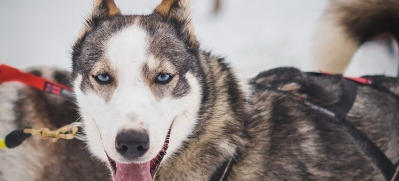 A sled dog in the snow