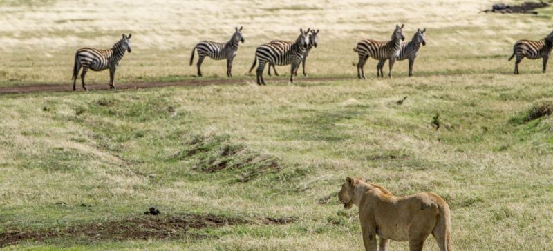 lion hunting zebras