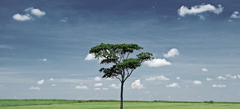 Single tree in a grassy field.