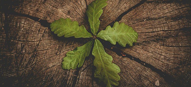 New growth pushes through the truck of a downed tree, symbolizing the next generation of leadership succession