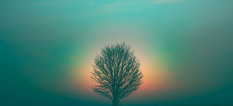 The glow of an aurora behind a tree in winter, signifying spirit.
